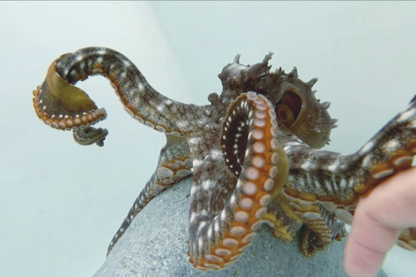 Защитники природы выступили против выращивания осьминогов на фермах