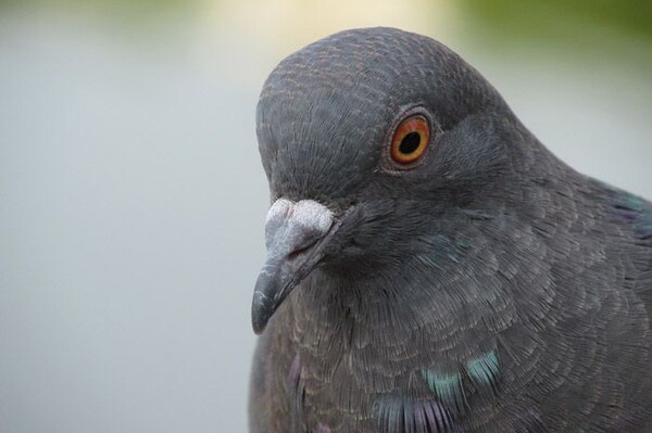 В Киеве мужчина выгуливает голубя на поводке (видео)