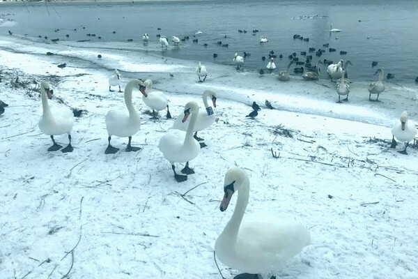 В киевском парке 