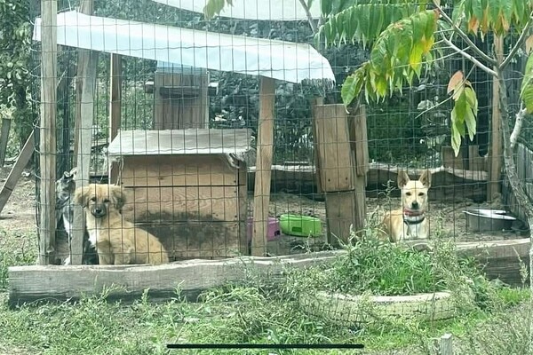 Самый большой в Украине приют для животных 