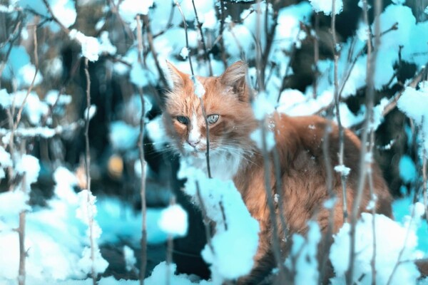 Прогноз погоды в Киеве на неделю с 7 по 11 февраля 2022 года