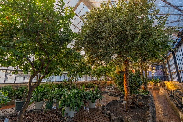 Оранжерея на ВДНГ в Киеве возобновляет работу 