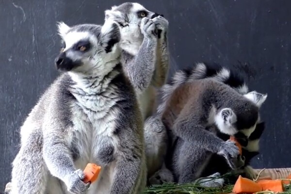 Киевский зоопарк открылся в условиях военного положения 