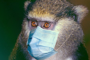 Чи стане мавпяча віспа новим «коронавірусом»