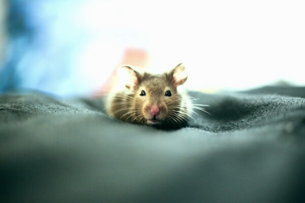 Вчені навчають щурів знаходити людей під завалами 