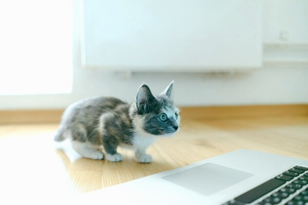 В Україні запустили безкоштовні онлайн-консультації ветеринарів 