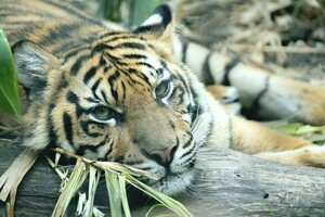 Из украинского домашнего зоопарка тигр сбежал в Словакию