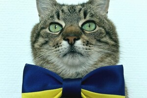 Популярний кіт-блогер Степан із Харкова повернувся в Україну