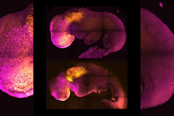 Британские ученые вырастили первый искусственный эмбрион