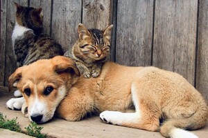 Найди питомца: коты и собаки из киевского приюта