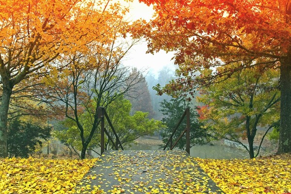 Погода в Киеве 