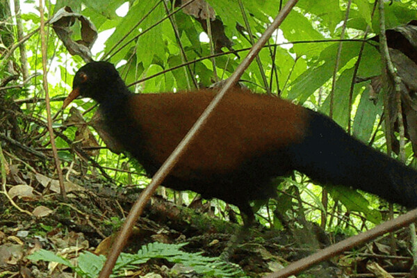 Ученые впервые за 140 лет встретили уникального голубя-фазана (видео)