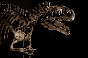Китайські вчені знайшли стародавнього птаха з головою динозавра (відео)