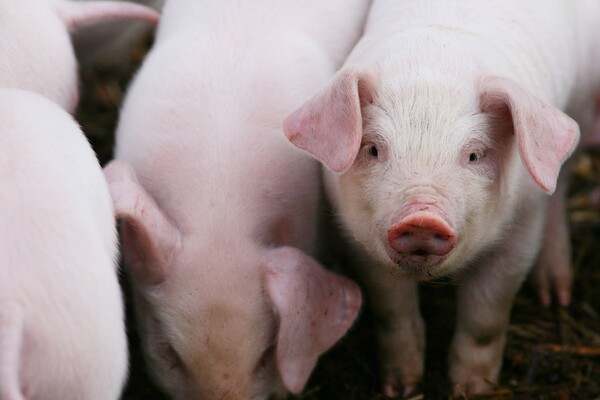В Гонконге на скотобойне свинья убила мясника тесаком 