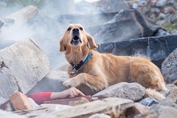 Турция отправила собак-спасателей лететь домой бизнес-классом после спасительной операции
