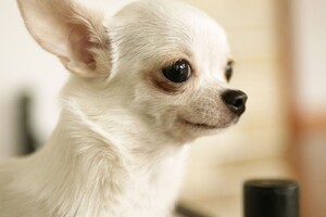 В США найдена самая маленькая собака в мире (фото)