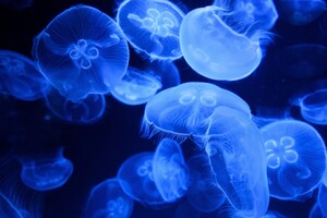Вчені створили роботів-медуз для очищення океану від сміття (відео)