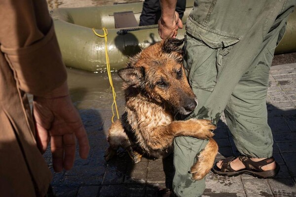 Как помочь животным, пострадавшим от подрыва Каховской ГЭС