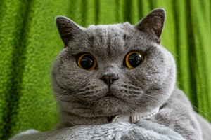 Tesla випустила лежанку для котів у стилі Cybertruck: вартість та фото