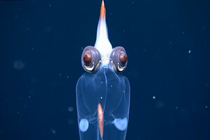 Подводный аппарат снял на камеру прозрачного кальмара с красными глазами (уникальное видео) 