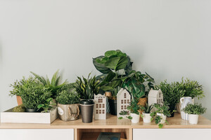 Какие комнатные растения лучше всего очистят воздух в помещении