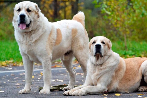 Доступний корм для великих собак: що вибрати в Україні?