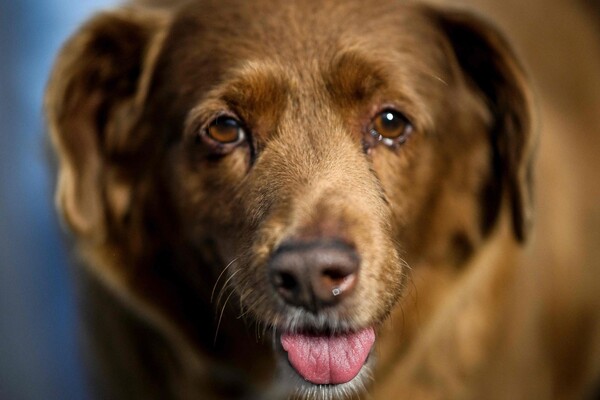 Умерла самая старая в мире собака: сколько ей было лет (фото)