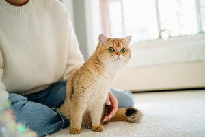 5 распространенных мифов о кошках, которые могут навредить вашему животному