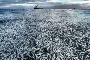 В Японии на берег выбросило 1200 тонн мертвой рыбы: вероятные причины (видео) 