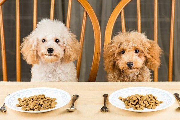 А-Б-В грамотного питания собак: сухие корма, консервы и лакомства