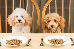 А-Б-В грамотного питания собак: сухие корма, консервы и лакомства