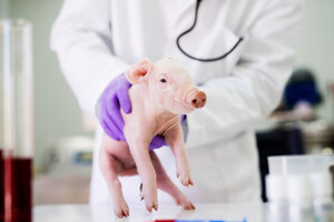 В Японии вывели первых свиней, чьи органы можно будет пересадить человеку (фото)