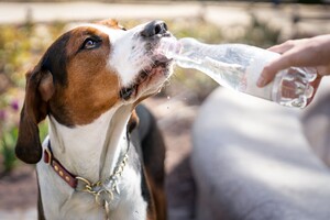 Яку воду краще давати собаці для пиття: основні правила