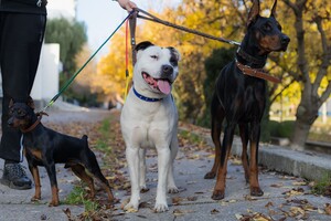 Собака без поводка — штраф до 5100 гривен: полицейские напомнили о правилах выгула животных на улице 