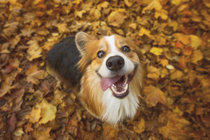 Эксперты назвали 7 пород собак, которых признали самыми счастливыми (фото)