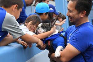 Бейсбольный клуб «Лос-Анджелес Доджерс» предложил болельщикам привести на матч своих собак: что из этого вышло (фото, видео)