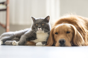 Как помочь домашним животным перенести жару: советы для владельцев кошек и собак