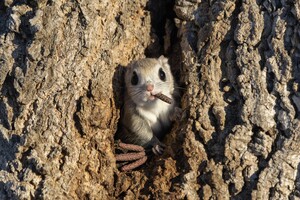 Самые смешные фотографии дикой природы: финалисты конкурса Nikon Comedy Wildlife Awards 2024