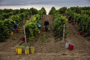 Из-за изменения климата Украина сможет выращивать тропические фрукты