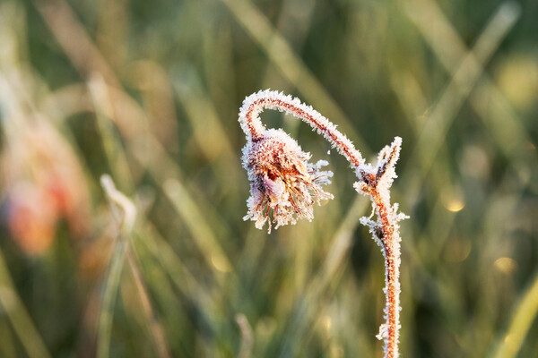 Заморозки до -5 накроют Украину в мае: области и даты похолодания 