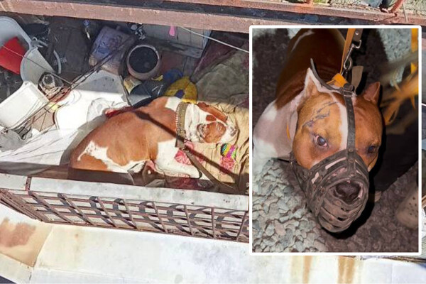 Полиция и зоозащитники изъяли собаку бойцовской породы из наркопритона в Киеве (видео)