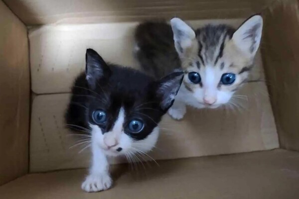 Расследование BBC о международной сети живодеров: тысячи людей снимают на видео мучения и убийства котов