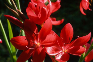 ТОП-5 незвичайних осінніх квітів для саду та інтер'єру