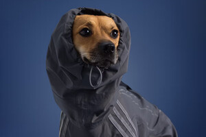 Adidas представил коллекцию брендовой одежды для домашних животных (фото)