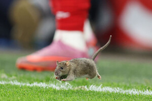 Крыса остановила матч Уэльс-Бельгия: необычный эпизод в отборе на чемпионат мира 2026 (видео)