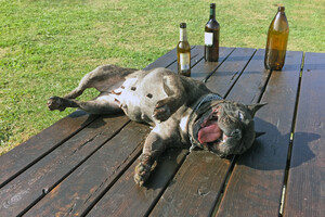 Пиво и вино для собак начали продавать в Украине: цена и состав