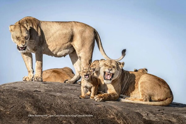 Биік өкшелі туфлилердің, етіктердің және шұлықтардың суреттері.