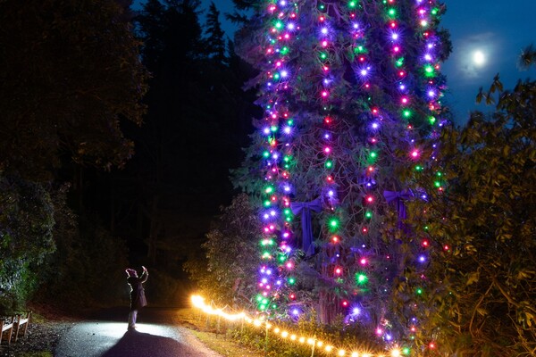 Новый мировой рекорд: в Великобритании украсили самую высокую живую елку (видео)