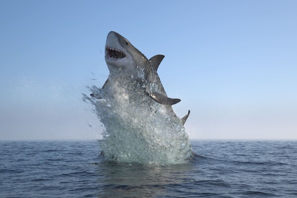 Ученые впервые зафиксировали в водах Антарктики акулу, которую считали несуществующей (видео)