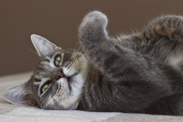 В Швеции ввели новые законы для владельцев кошек: за что можно получить штраф или сесть в тюрьму